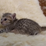 Savannah, F-7SBT, Female, BST DOB 7-7-20