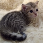 Savannah, F-7SBT, Female, BST DOB 7-7-20