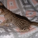 Savannah, F-7SBT, Female, BST DOB 7-7-20