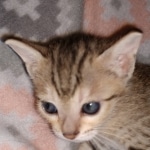 Savannah, F-7SBT, Female, BST DOB 7-7-20