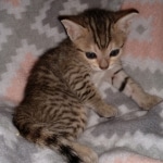 Savannah, F-7SBT, Female, BST DOB 7-7-20