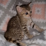 Savannah, F-7SBT, Female, BST DOB 7-7-20