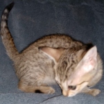 Savannah, F-7SBT, Female, BST DOB 7-7-20