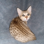 Savannah, F-7SBT, Female, BST DOB 7-7-20