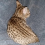 Savannah, F-7SBT, Female, BST DOB 7-7-20