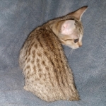 Savannah, F-7SBT, Female, BST DOB 7-7-20