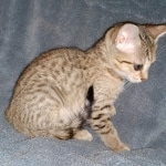 Savannah, F-7SBT, Female, BST DOB 7-7-20