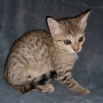 Savannah, F-7SBT, Female, BST DOB 7-7-20