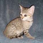 Savannah, F-7SBT, Female, BST DOB 7-7-20