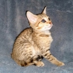 Savannah, F-7SBT, Female, BST DOB 7-7-20