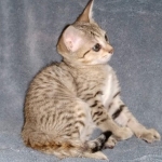 Savannah, F-7SBT, Female, BST DOB 7-7-20