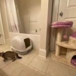 Gamora, Savannah, F-7SBT, Female, BST DOB 7-7-20