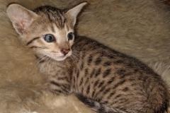 Azrael Savannah F-7SBT Female DOB 3-11-21