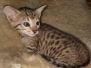 Azrael Savannah F-7SBT Female DOB 3-11-21
