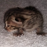 Savannah F-7SBT female DOB 3-11-21