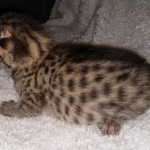 Savannah F-7SBT female DOB 3-11-21