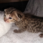 Savannah F-7SBT female DOB 3-11-21