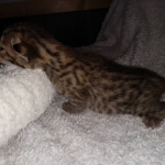 Savannah F-7SBT female DOB 3-11-21