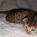 Savannah F-7SBT female DOB 3-11-21