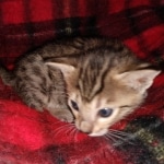 Savannah F-7SBT female DOB 3-11-21