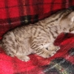 Savannah F-7SBT female DOB 3-11-21