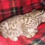 Savannah F-7SBT female DOB 3-11-21