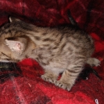 Savannah F-7SBT female DOB 3-11-21