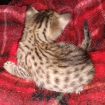 Savannah F-7SBT female DOB 3-11-21