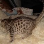 Savannah F-7SBT female DOB 3-11-21