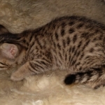 Savannah F-7SBT female DOB 3-11-21