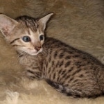 Savannah F-7SBT female DOB 3-11-21