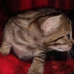 Savannah F-7SBT female DOB 3-11-21