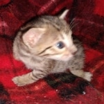 Savannah F-7SBT female DOB 3-11-21