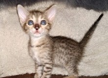 Savannah F-7SBT Female golden DOB 3-3-21