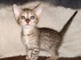 Savannah F-7SBT Female golden DOB 3-3-21