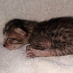 Savannah SBT female DBO 3-3-21