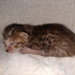 Savannah SBT female DBO 3-3-21