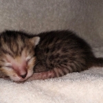 Savannah SBT female DBO 3-3-21