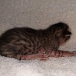 Savannah SBT female DBO 3-3-21