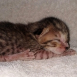 Savannah SBT female DBO 3-3-21