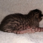 Savannah SBT female DBO 3-3-21