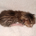 Savannah SBT female DBO 3-3-21