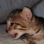 Savannah SBT female DOB 3-3-21