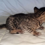 Savannah SBT female DOB 3-3-21