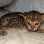 Savannah SBT female DOB 3-3-21