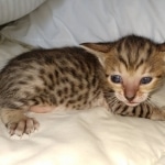 Savannah SBT female DOB 3-3-21