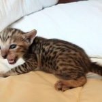 Savannah SBT female DOB 3-3-21