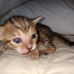 Savannah SBT female DOB 3-3-21