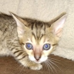 Savannah SBT female DBO 3-3-21