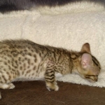 Savannah SBT female DBO 3-3-21